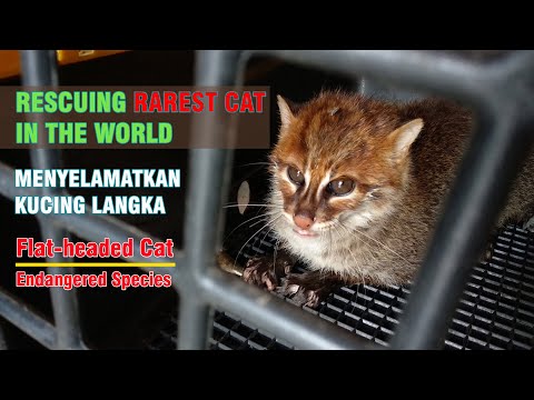 rescuing rarest cat in the world flat headed cat