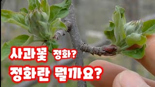 가을농원 사과꽃 개화시작 정화 액화 구분 잘해서 정화에 사과착과 해야 좋은사과 수확