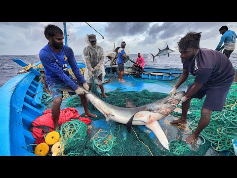Great!! The Seventh Day We Stayed In The Deep Sea & Caught A Lot Of Tuna Fishes | Day-07 | S07-EP07