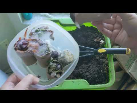 Easy Feeding and Check In 👋 - Day 57 - Hot Frog Living Composter - Vermicomposting