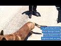 WEB EXTRA Three Legged Police Dog Returns To Work