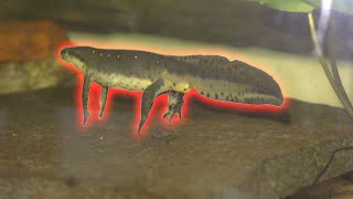 Eastern Newts Gender