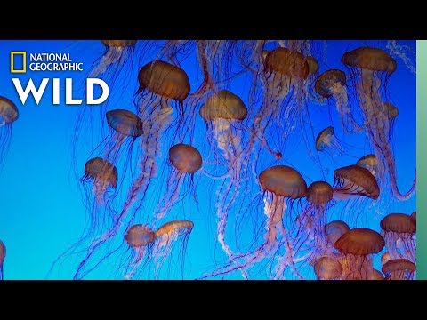 image-What do jellyfish do in the ocean?