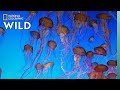Jellyfish 101 | Nat Geo Wild
