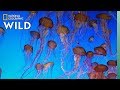 Jellyfish 101 Nat Geo Wild