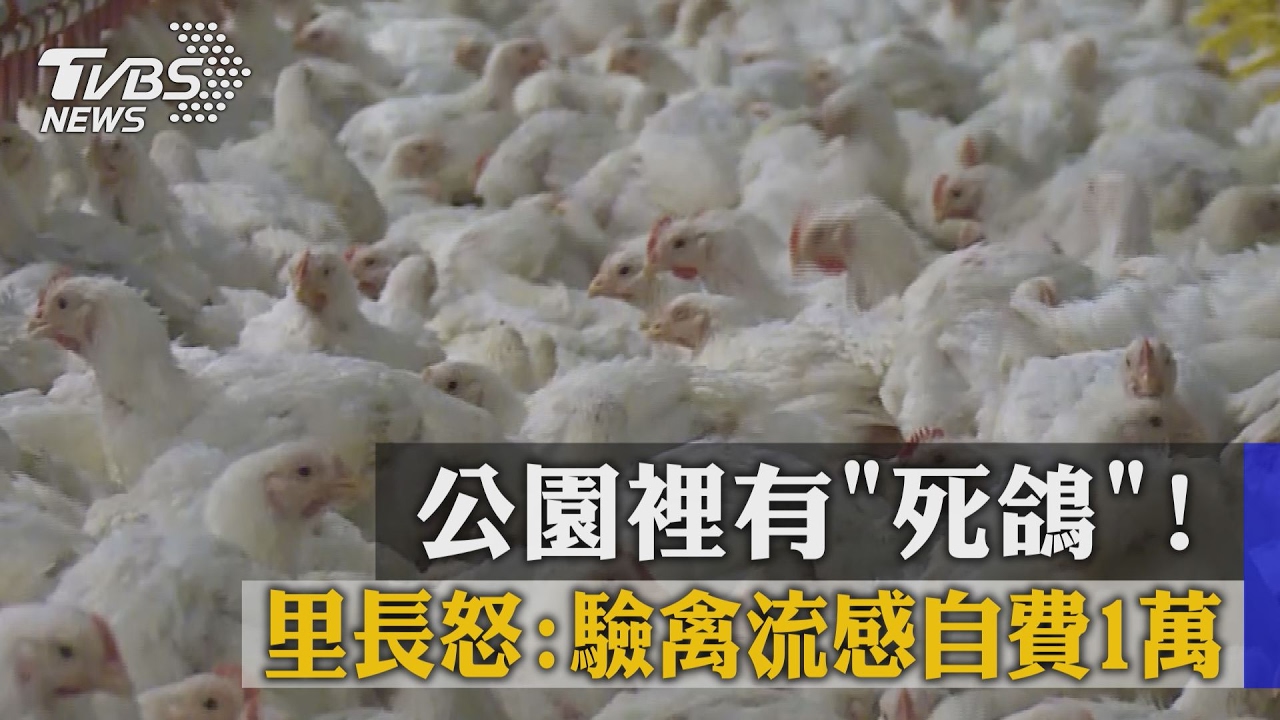 公園裡有「死鴿」！　里長怒：驗禽流感自費1萬