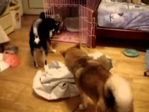 流浪漢的對決(原發表者:歐歐&YOYO麻)(影片)