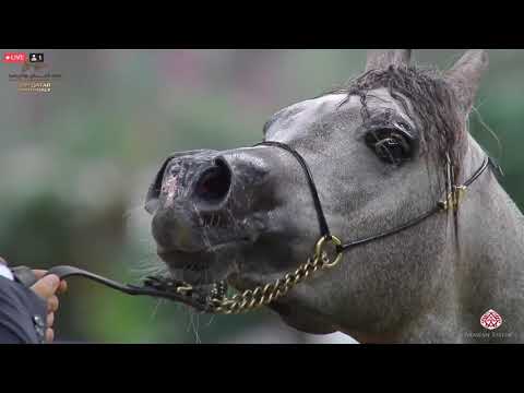 N 305 NASSER AL MARROONA   23rd Qatar National Arabian Horse Show   Yearling Colts Class 6B