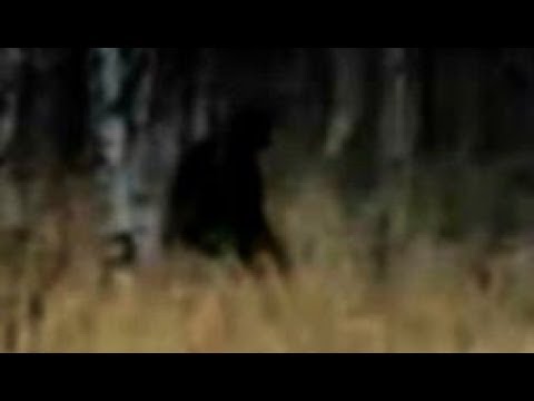 THE STEVE PIPER FOOTAGE (Yowie film)