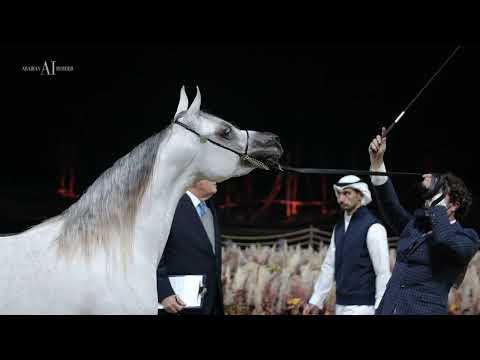 🔶 NIBRAS ALJASSIMYA 🔶⁣ Silver Champion Junior Colt⁣, 2022 KIAHF Arabian Peninsula Show
