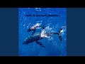 Canto De Ballenas Jorabadas