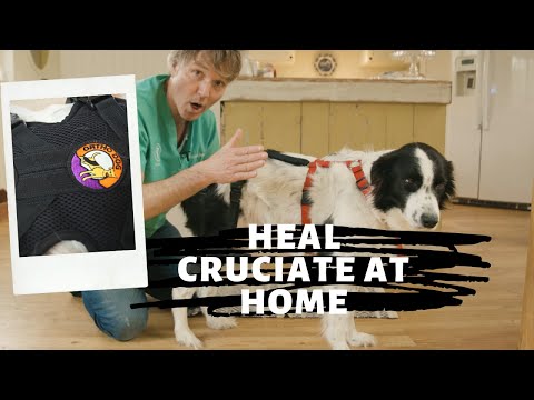 Torn ACL in Dogs: Knee Brace