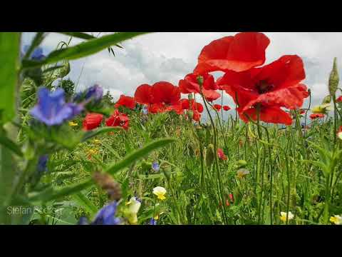 În satul Ciula, comuna Letca, județul Sălaj.16 iunie 2020.