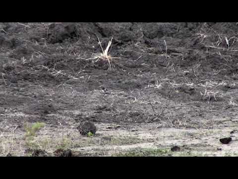 Djuma: Blacksmith Lapwings with 2 chicks out of 3 eggs so far(hatch 18th & 19th) - 05:26 - 11/19/18