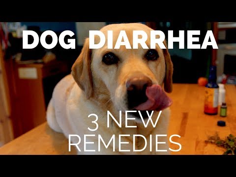 3 NEW Remedies for Dog Diarrhea