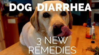 3 NEW Remedies for Dog Diarrhea