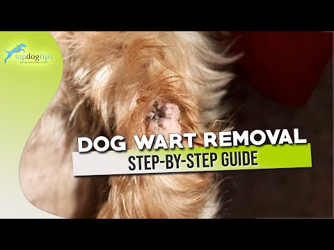 Dog Wart Removal Step by Step Guide