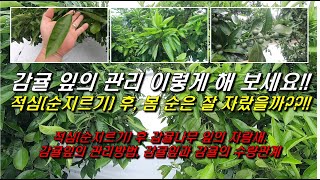 감귤 잎의 관리 이렇게 해 보세요!! 봄순 잘 자랐을까요??!!^^ : 적심(순지르기) 후 자람새, 잎 관리…