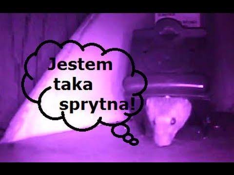 Mysz Iniemamocna
