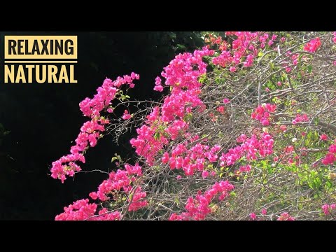 Relaxing Beautiful Nature Flowers Relaxation Film 247 Relaxing