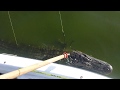 Gator Hunt BANG STICK SHOT ALLIGATOR KILL SHOT | How to use a bang stick