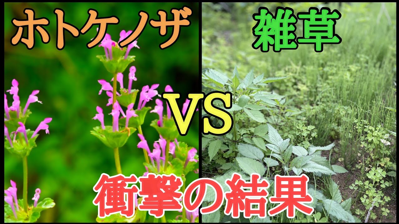 雑草対策｜今から面白い実験映像をお見せします。