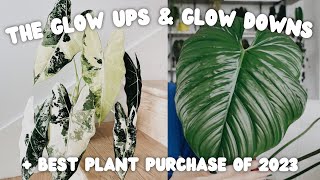 the plants that ⭐️ glowed up ⭐️ and 💩 glowed down 💩 this year + my BEST plant purchase of the year!!