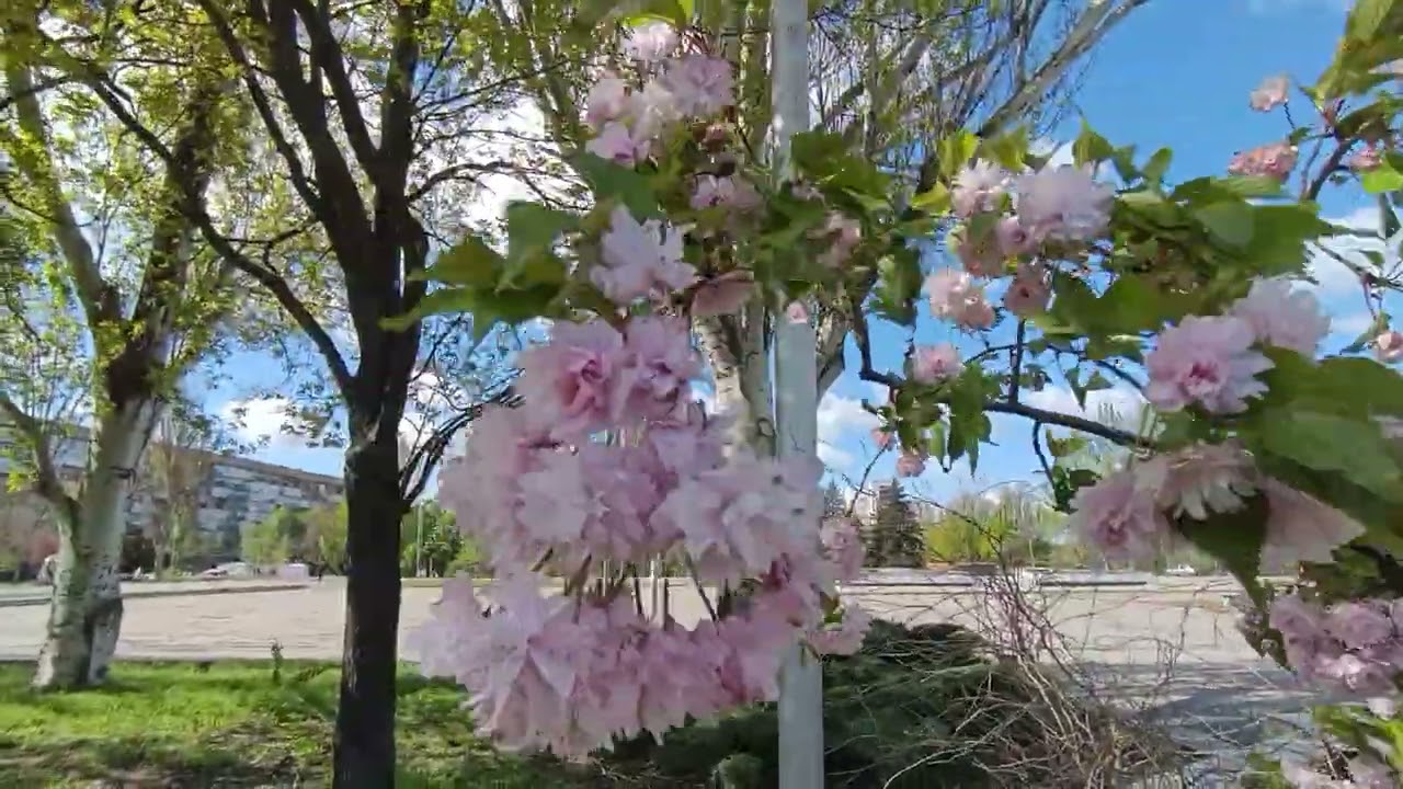 ПЕРЕЖИЛИ АПОКАЛИПСИС ПРИРОДЫ ЗАПОРОЖЬЕ 27.04.2026