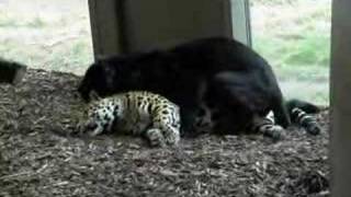 Jaguar mating in schönbrunn