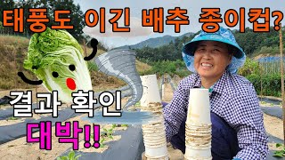 배추 심기, 태풍에도 끄떡없는 배추 종이컵농법 결과확인 - planting radish cabbage