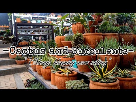 Only Time Will Tell - Shaya Zamora 