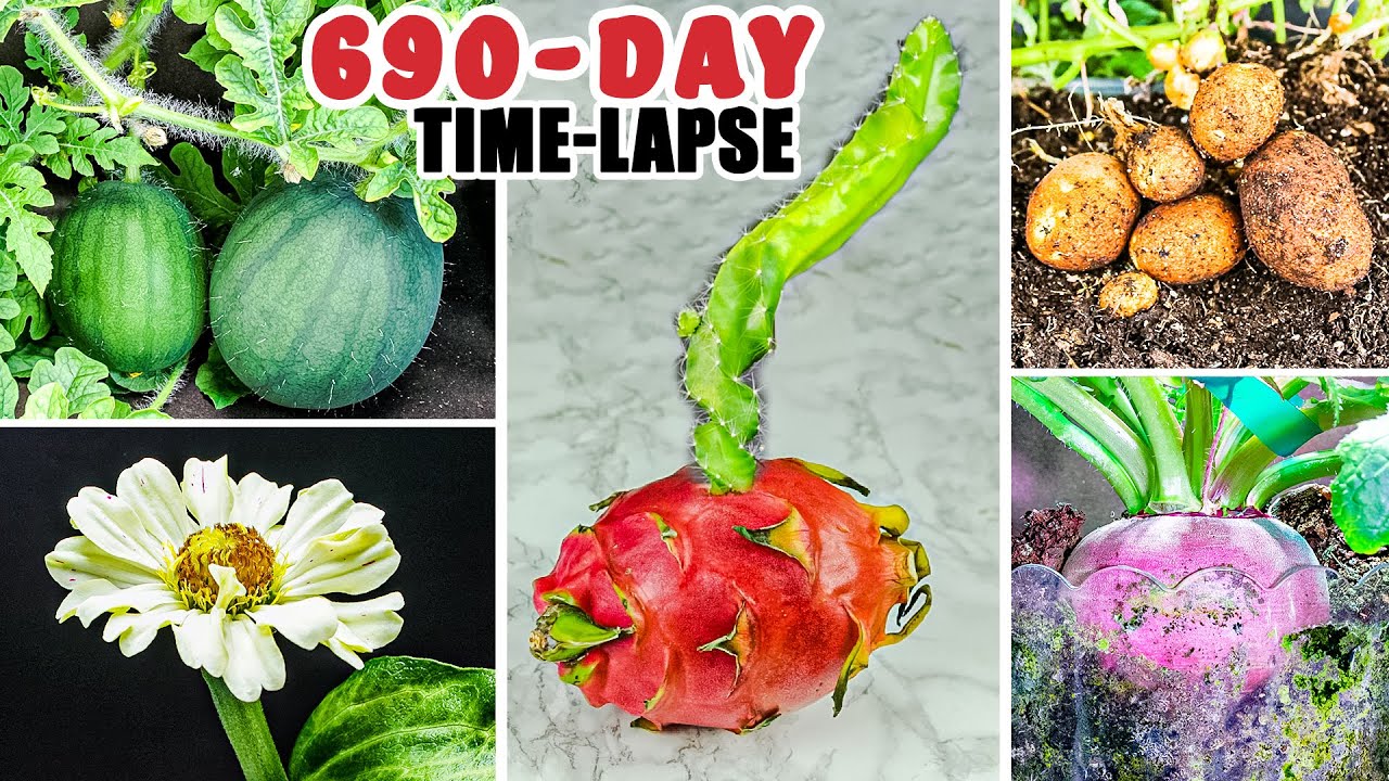 Plant Growing Time Lapse Compilation (690 Days in 9 Minutes)