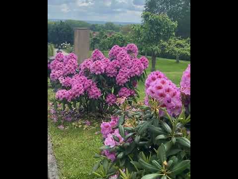 🌺😇Keď rozkvitnú rododendrony, každý sa zastaví v nadšení.
