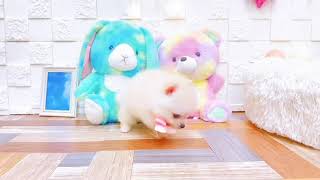 ポメラニアンの動画01