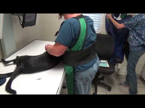 3rd YouTube video about are bleeding hearts poisonous to dogs