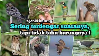 Download lagu Often heard the sound, but don't know the bird ‼️ 7 Types of Birds with Unique Sounds mp3