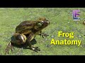 Anatomy of an Frog | Structural Organization of Animals | CBSE Class 11 Biology by Elearnin