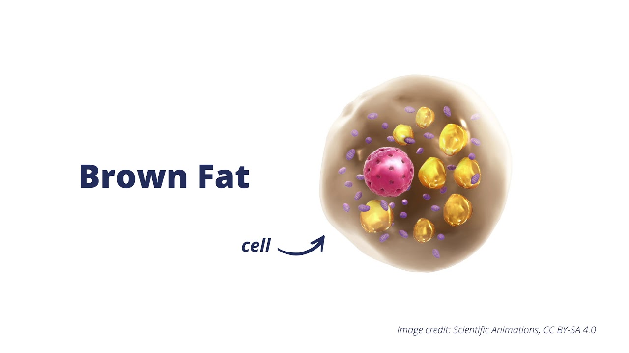 What is Brown Fat? - YouTube