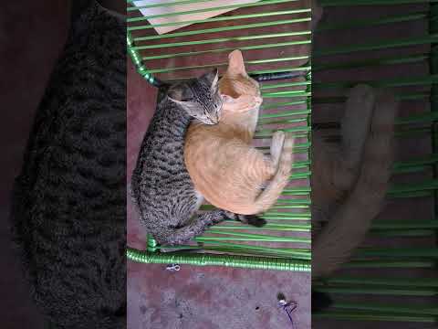 30 de janeiro de 2026