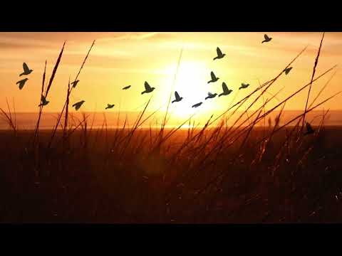 🌿 My First Cinematic B-Roll Edit | Early Portfolio Sample – Marawan Ehab 🎬