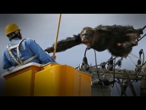 Chimp Leads Police on Chase After Zoo Escape