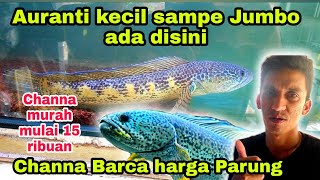 Download lagu Channa Barca, Auranti kecil sampe jumbo ada di Parung Snakehead || Pasar Ikan hias Parung Bogor mp3