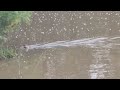 Otter Eating Frog Fish
