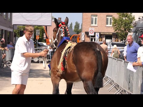 100 Belgian Draft Horses in Schriek