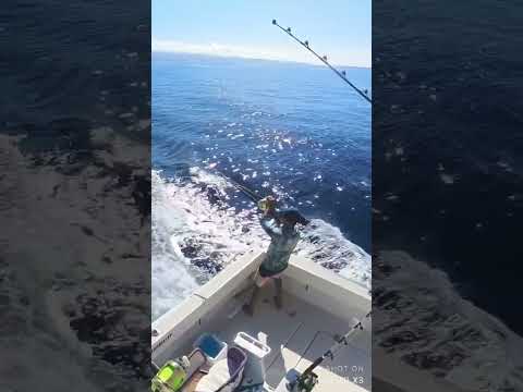 HOOK UP!! - Cavalier & Blue Marlin Sport Fishing Gran Canaria