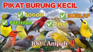 Download lagu Mp3 pikat burung kecil 100% ampuh kombinasi sogon,pleci,prenjak,korlap mp3 Download lagu Mp3 pikat burung kecil 100% ampuh kombinasi sogon,pleci,prenjak,korlap mp3