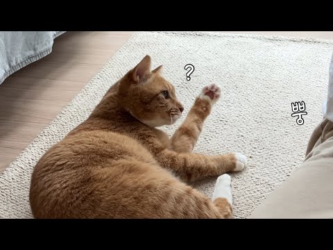 집사 방귀 소리에 고양이가 보인 반응