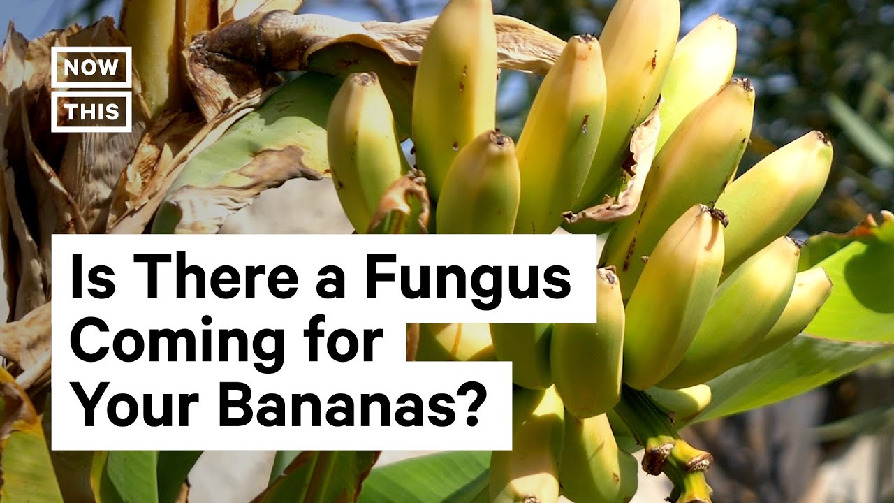 TR4 Fungus Threatens Banana Production Worldwide