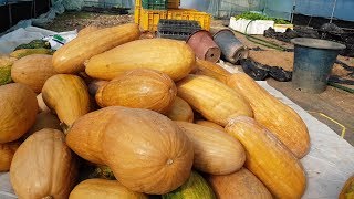 내년에 동이호박 심어보세요. 용도가 다양합니다. 호박잎, 애호박, 늙은호박 3가지로 먹을수 있습니다.