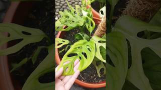 Download lagu Pesona Janda Bolong 👈😄 Tanaman hias yang pernah Viral 🌱 mp3